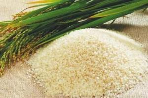 糙米蛋白质80% 大米蛋白 大米提取物   现货