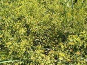 释迦果粉 释迦果提取物 释迦果膳食纤维