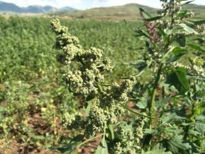 红薏仁粉 红薏仁提取物 红薏仁膳食纤维