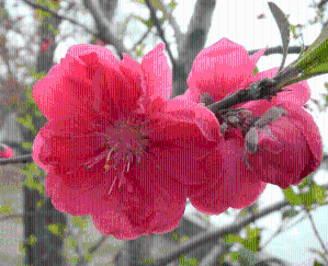 桃花紅色素 天然色素桃花紅