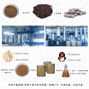 枳椇子提取物|枳椇子粉SC供货代加工可复方一条龙服务 产品图片