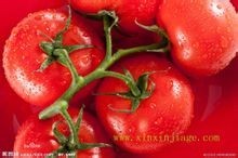 番茄提取物 番茄粉 番茄浸膏粉