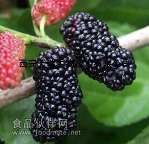 黑桑葚果粉 速溶黑桑葚果粉 现货供应