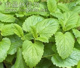 蜜蜂花提取物 比例浓缩萃取水溶 斯诺特生物