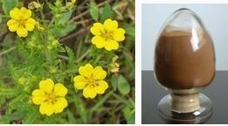 山茱萸浸膏