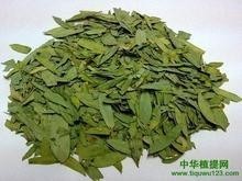 番泻叶提取物 番泻叶浓缩汁