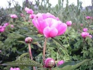 白术浓缩汁粉