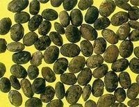 淡豆豉提取物