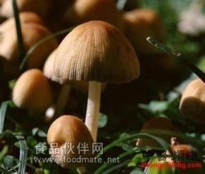 蘑菇多糖 蘑菇提取物 蘑菇粉