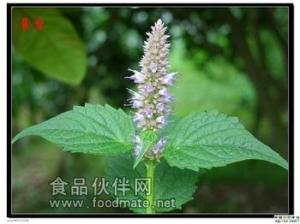 藿香提取物食品资质