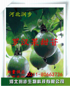 食用罗汉果甜苷 300倍作用产品说明