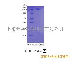 黄体激素(lh)重组蛋白