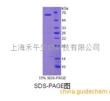 肌醇加氧酶(miox)重组蛋白