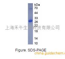 活性依赖性神经保护因子(adnp)重组蛋白